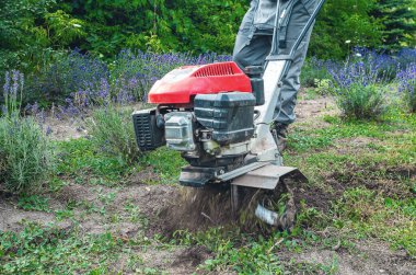 Erkek çiftçi, bahçede manuel benzin ekicisiyle toprağı sürüyor. Tohum ekmeye hazırlanıyorum. Arka planda açan lavanta çalıları.