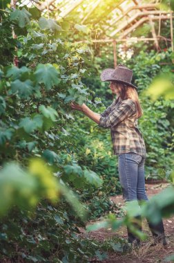 İnce şapkalı, kareli gömlekli ve kot pantolonlu yeşil üzümlerle ilgilenen bir kadın. Kadın eli gün batımında bahçede üzüm yapraklarına hafifçe dokunur. Baharda serada çalışmak.