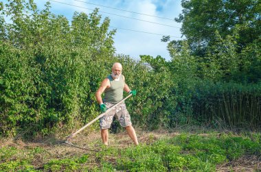 Sakallı, kel, gözlüklü, pantolonlu ve tişörtlü güçlü bir adam otları tırpanla biçiyor. Ev bakımı.