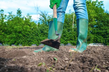 Kotlu ve lastik çizmeli bir kadın toprakta çapayla çalışıyor. Tarlada çalışan çiftçi, toprağı gevşetiyor. Tarım konsepti. Düşük açı görünümü.