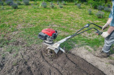 Erkek çiftçi, bahçede manuel benzin ekicisiyle toprağı sürüyor. Yan görüş. Tohum ekmeye hazırlanıyorum. Arka planda açan lavanta çalıları.