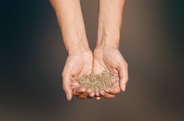 Koyu arkaplanda tohum yığını olan dişi avuçlar. Tohumlar, doğurganlık, tarım ve bahçıvanlığın sembolü olarak kadınların ellerinde..