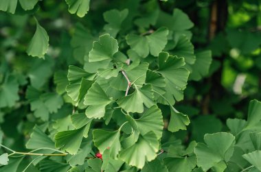 Açık yeşil Ginkgo biloba ya da Japon bonsai yaprakları. Depresyon ve serebrovasküler bozuklukları tedavi etmek için kullanılır. Yeşil yaprak arkaplanı.