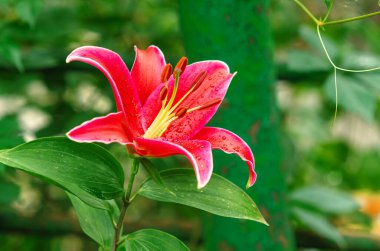 Lily ailesine ait daimi zambak çiçeğinin muhteşem kırmızı çiçeği. Doğulu zambak, yakın plan. Bulanık doğa arka planında parlak bir çiçek.