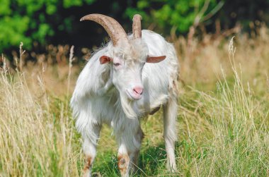 Kıvırcık tüylü boynuzlu beyaz keçi yazın otlakta. Bulanık çayır arka planı. Kameraya bakıyorum. Vahşi doğada evcil boynuzlu hayvanlar.