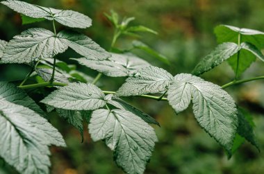 Yağmurdan sonra beş yapraklı yeşil üzüm yaprakları. Yeşil yapraklar üzerinde küçük su damlaları. Yaprak içeriği..