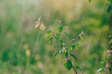 Şiddetli yağmurun arka planında yeşil yaprakları olan ağaç dalı. Yeşil yaprakların üzerine bolca su damlası. Yağmurlu hava konsepti.