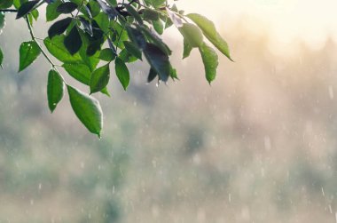 Şiddetli yağmurun arka planında yeşil yaprakları olan ağaç dalı. Yeşil yaprakların üzerine bolca su damlası. Yağmurlu hava konsepti.