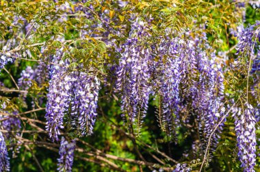 Çin salkımı. Sallanan kümelerdeki güzel kokulu mor çiçekler. Mavi Çin salkımı baklagil ve fasulye familyasından. Seçici odak.