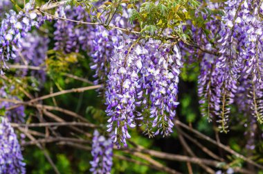 Çin salkımı. Sallanan kümelerdeki güzel kokulu mor çiçekler. Mavi Çin salkımı baklagil ve fasulye familyasından..