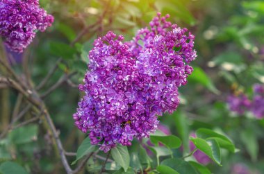 Yeşil yapraklı çalıların üzerinde parlak mor leylak çiçekleri. Doğada ilkbahar. Bahar içeriği.