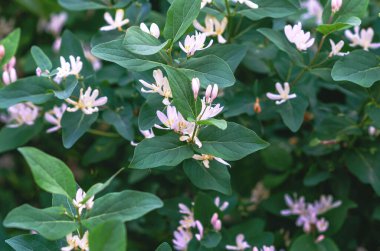 İlkbaharda hanımeli çalılığında narin pembe küçük çiçekler. Bahar çiçekli ekran koruyucu. Doğa canlandırma kavramı.