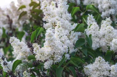 Yeşil yapraklı, soluk yapraklı, beyaz leylak çiçekleri. Doğada mevsimlik. Seçici odak.