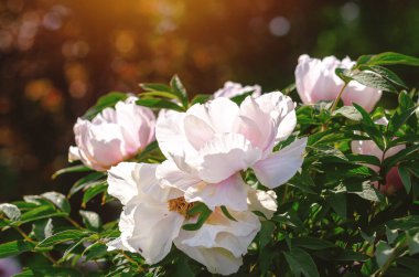 Çiçek tarlasında güneşli bir günde bahçede açan beyaz şakayık çalısı. Doğal çiçek duvar kâğıdı. Bahçıvanlık. Güneş parlıyor