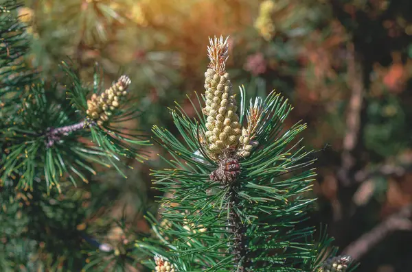 Tüylü yeşil bir çam dalında altın kozalaklar. Kozalaklı bulanık arkaplan. Kozalaklı tasarım için fikir, ekran koruyucu. Kış kartı.
