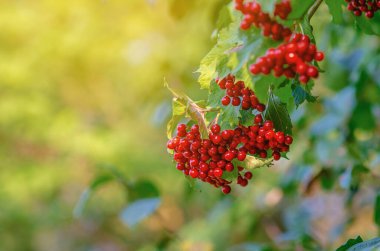Kırmızı viburnum. Viburnum. Kırmızı viburnum böğürtlen. Olgun kırmızı böğürtlen ve yeşil yapraklı bir dal. Bulanık sarı arka plan. Sonbahar başlangıcı konsepti. Seçici odak