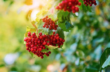 Kırmızı viburnum. Viburnum. Kırmızı viburnum böğürtlen. Olgun kırmızı böğürtlen ve yeşil yapraklı bir dal. Bulanık sarı arka plan. Sonbahar başlangıcı konsepti. Seçici odak