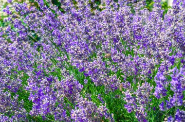 Lavanta çiçekli bir arka plan. Sahada çiçek açan lavanta. Yaz havası, çiçekli lavanta çiçekleri. Sakin, parlak ve rahatlatıcı doğal ekran koruyucu.