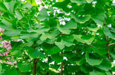 Ginkgo biloba 'nın parlak yeşil yaprakları ya da kahverengi dalların bulanık arka planında Japon bonsaisi. Asya sanatı. Yeşil yapraklı arkaplan.