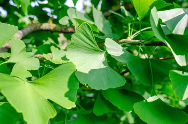 Ginkgo biloba 'nın güneşli yeşil yaprakları ya da kahverengi gövde dallarının bulanık arka planında Japon bonsaisi. Asya sanatı. Yeşil yapraklı arkaplan.