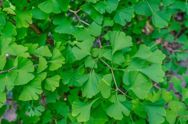 Taze açık yeşil yapraklı Ginkgo biloba dalına yakın çekim. Arka plan bulanık. Ginkgo biloba ile depresyon tedavisi. İlaç fabrikası..