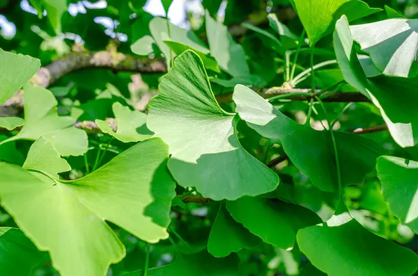 Ginkgo biloba 'nın güneşli yeşil yaprakları ya da kahverengi gövde dallarının bulanık arka planında Japon bonsaisi. Asya sanatı. Yeşil yapraklı arkaplan.