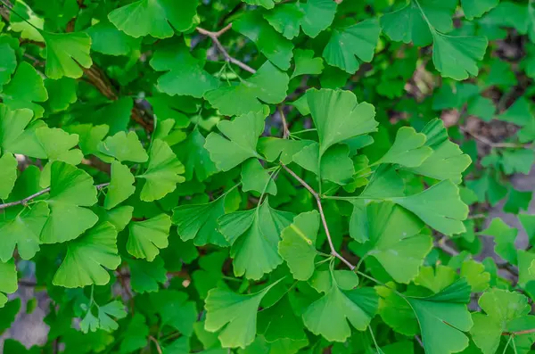 Taze açık yeşil yapraklı Ginkgo biloba dalına yakın çekim. Arka plan bulanık. Ginkgo biloba ile depresyon tedavisi. İlaç fabrikası..