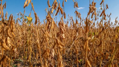 Bulanık soya tarlasına karşı yayılmış güneş ışığında altın tüylü soya fasulyesi kabukları. Seçici odaklanma. Verim ve hasat kavramı.