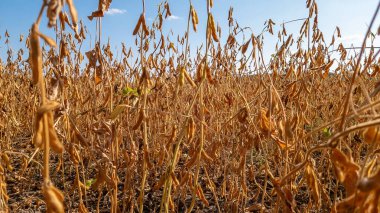 Bulanık soya tarlasına karşı yayılmış güneş ışığında altın tüylü soya fasulyesi kabukları. Seçici odaklanma. Verim ve hasat kavramı.