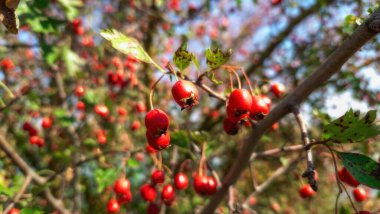 Sonbahar güneşinin yumuşak ışınlarıyla aydınlatılmış yeşil yapraklı kırmızı dikenli meyveler. Bulanık gökyüzü arkaplanı. Sonbahar meyveleri.