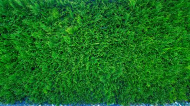 Yeşil kozalaklı sedir ağacının dizaynı. Entrikalar arasındaki çit. Çit tasarımı için ilginç doğal bir kavram. Barışçıl rahatlama atmosferi.