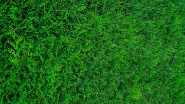 Yeşil kozalaklı sedir ağacının dizaynı. Entrikalar arasındaki çit. Çit tasarımı için ilginç doğal bir kavram. Barışçıl rahatlama atmosferi.