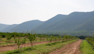 Tayland tarım yapan bir ülkedir.