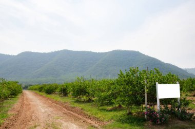 Tayland tarım yapan bir ülkedir.