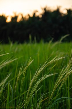 In the evening, when the sun is about to set, rice fields look like this