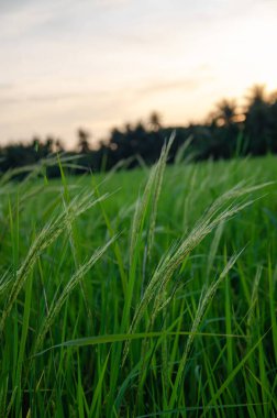 In the evening, when the sun is about to set, rice fields look like this