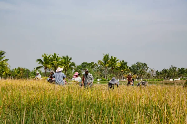 Phetchaburi Tailândia Janeiro 2014 Processo Colheita Agricultor — Fotografia de Stock