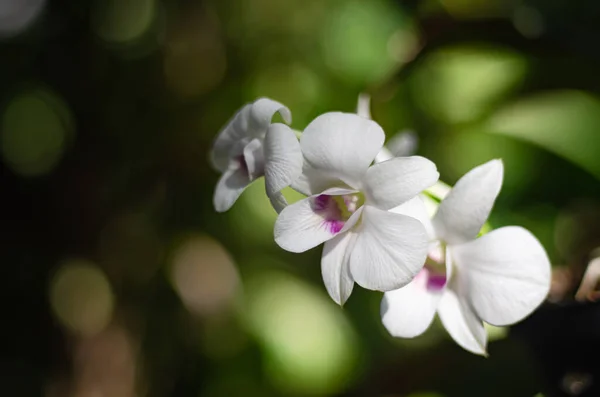 Orquídeas Mais Lindas Sempre — Fotografia de Stock