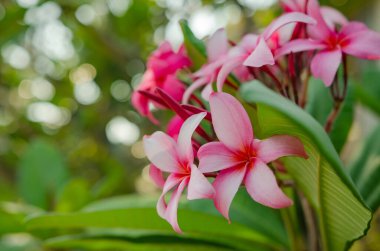 Sabah güneşinde frangipani çiçekleri