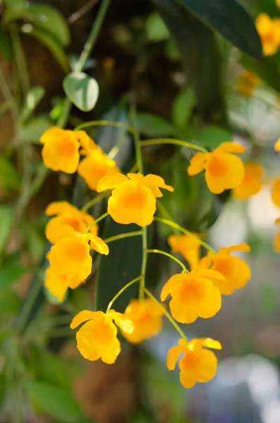Verano Hay Una Variedad Flores Para Admirar — Foto de Stock