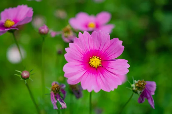 Summer Variety Flowers Admire — Stock Photo, Image