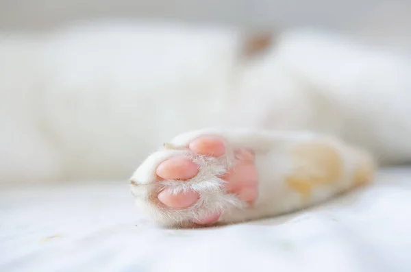 A close-up view of a cat\'s feet