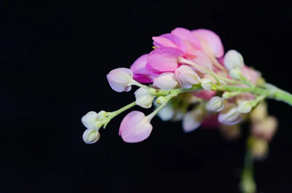 Egy Közeli Felvétel Gyönyörű Virágokról Fekete Háttérrel — Stock Fotó