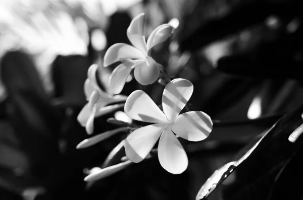 Квіти Франгіпані Ранковому Сонці — стокове фото