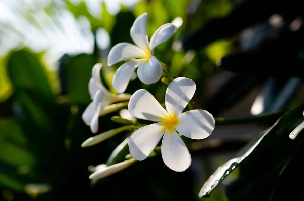 Flores Frangipani Sol Manhã — Fotografia de Stock