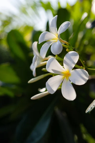 朝日に咲くフランジパニの花 — ストック写真