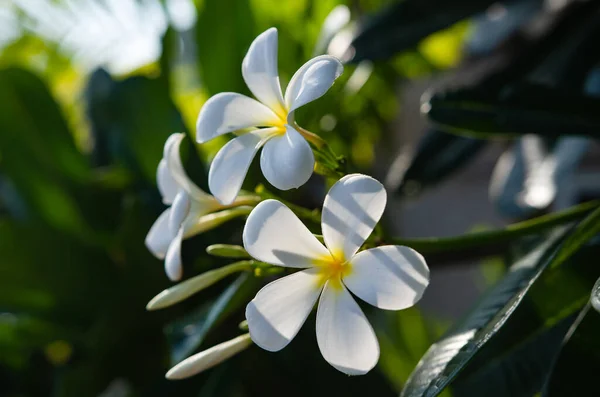 Kwiaty Frangipani Porannym Słońcu — Zdjęcie stockowe