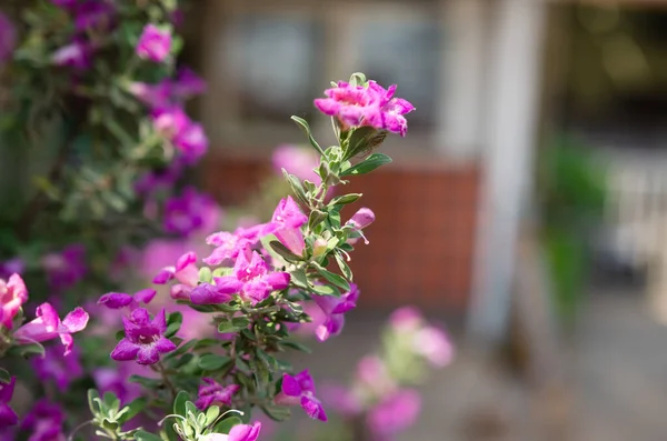 Delante Casa Belleza Las Pequeñas Flores Púrpuras Captura Enfoque Suave — Foto de Stock