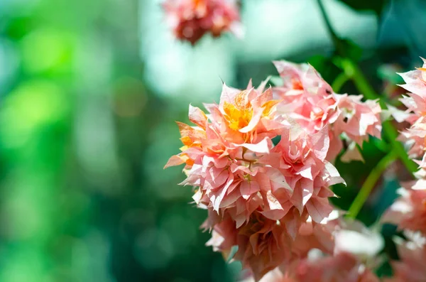 Flores Buganvillas Floreciendo Patio Trasero — Foto de Stock