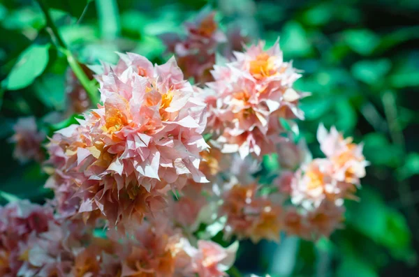 Flores Buganvillas Floreciendo Patio Trasero — Foto de Stock
